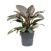 Philodendron Imperial Red rode kantoorplant