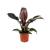 Philodendron Imperial Red sterke kantoorplant