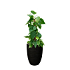 Philodendron in pot (4x/jaar water)