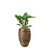 philodendron in capi rib pot goud