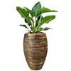 philodendron in capi rib pot goud