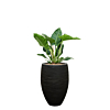 philodendron in capi rib pot zwart