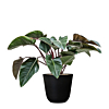 kantoorplant top 10 in pot