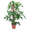 Philodendron pedatum