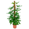 Philodendron Pedatum met speels blad