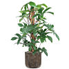 Philodendron pedatum in bronzen pot

 