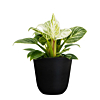 Philodendron mix (6x)