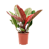 Philodendron Prince of Orange herfstkleur
