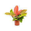 Philodendron Prince of Orange kleurrijke plant