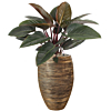 Philodendron goud waterreservoir
