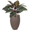 Philodendron plant in hoge pot 4x per jaar