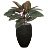 Philodendron in pot met watersysteem
