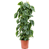 Philodendron Scandens groenblijver voor werkplek