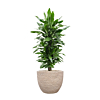 groene kantoorbeplanting in beige steenpot