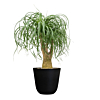 binnenplant op kantoor met pot