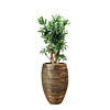 Capi met dracaena goud