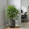 Rhapis Excels plant op kantoor
