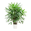 Rhapis Excels groene toevoeging kantoor