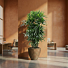 Rhapis excelsa grote kantoorplant
