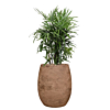 bruine bloempot met schaduwplant rhapis