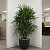 Rhapis schaduwplant op kantoor
