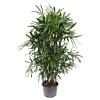 Rhapis palm voor kantoor