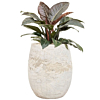 rode plant in witte pot