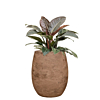 Rode plant in bruine pot