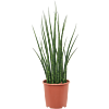 Sansevieria Fernwood Mikado groene sprieten