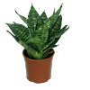 Goedkope Sansevieria