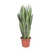 sansevieria ideale kantoorplant