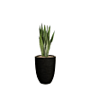 sansevieria in pot