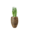 sansevieria in rib pot capi goud