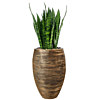 sansevieria in rib pot capi goud