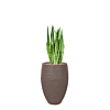 sansevieria in rib pot capi taupe