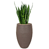 sansevieria in rib pot capi taupe