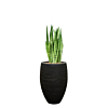 sansevieria in rib pot capi zwart