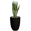 Sansevieria kantoorplant in pot