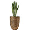 sansevieria kantoorplant in gouden bloempot