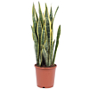 Sansevieria Laurentii kamerplant