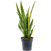 Sansevieria Laurentii onderhoudsvriendelijke blikvanger
