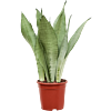 Sansevieria Moonshine zilvergrijze plant