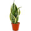 Sansevieria Superba sterke kamerplant