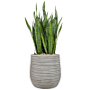 Sansevieria kantoorplant in grijze pot 
