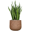 Sansevieria plant in bruine pot 