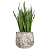 vrouwentong in pot