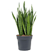 makkelijke kantoorplanten
