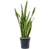 Sansevieria Zeylanica sterke plant vensterbank