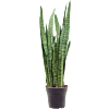 Sansevieria Zeylanica sterke vrouwentong