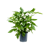 Schefflera Amate volle kamerplant
